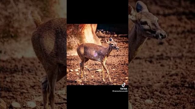 FLORA Y FAUNA ZONAS RURALES Y CIUDADES IMPORTANTES DE HONDURAS . смотреть онлайн