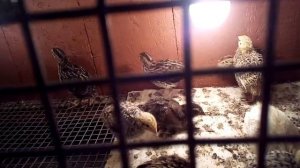 Неудача в инкубации(( недогрев