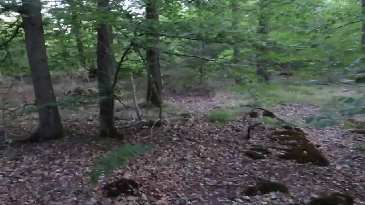 Сан-Жермэн-ан-Ле (Париж). Моя стоянка в лесу