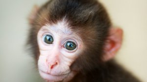 Интересное и познавательное детям! Изучаем виды обезьян #сезонконтентаRutube