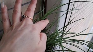 Подстригаю лук чернушку,сорта разные.Чем чаще стригу,тем лучше лук выглядит.