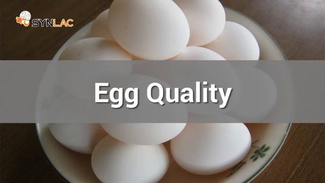 #Antibiotic_Free_farming | SYNLAC WaterMix for #poultry_drinking смотреть онлайн