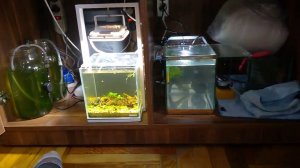 Разведение креветки Амано | Пересадил мамашек в отдельный аквариум