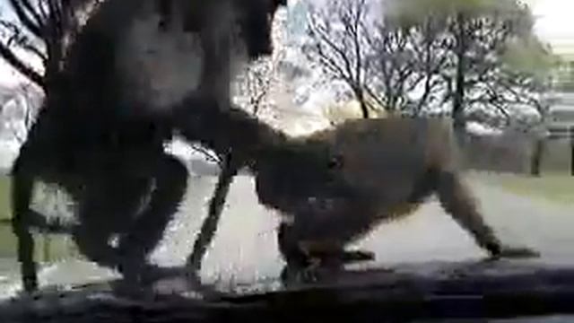 хахаха вот извращенцы! всем смотреть здохните от смеха смотреть онлайн