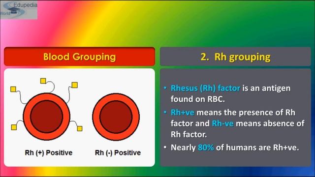 Circulatory System | Blood Grouping | ABO, Rh Grouping & Erythoblastosis Foetalis | Part 2 C смотреть онлайн