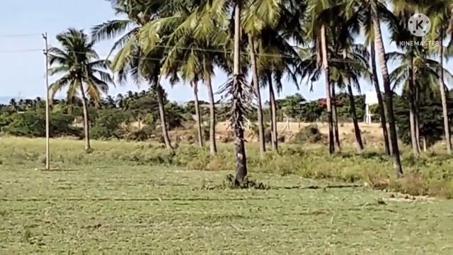 2Acra 40 cent Agri MT land sale Sadayam palayam near by смотреть онлайн