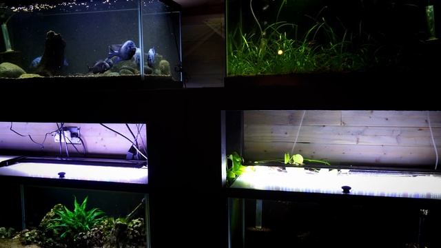 Fish Tank Showdown! 40 Gallon Breeder vs 33 Gallon Long Aquarium: Two Great Tanks! смотреть онлайн