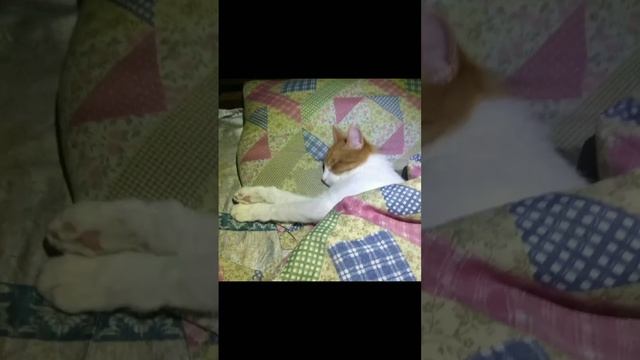 спокойной ночи 🥰/good Night 🥰 #shorts #cats