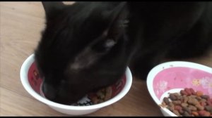 Jizza test: Felix vs. Purina One