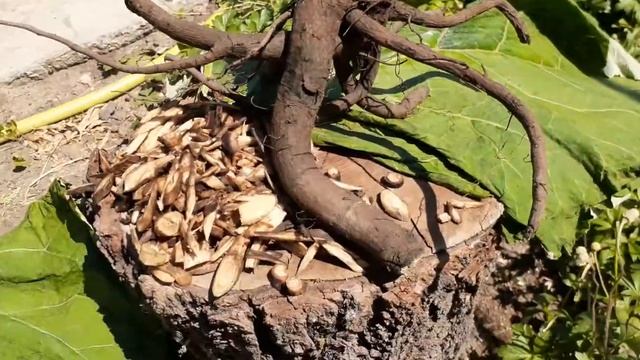Необыкновенный корень лопуха смотреть онлайн