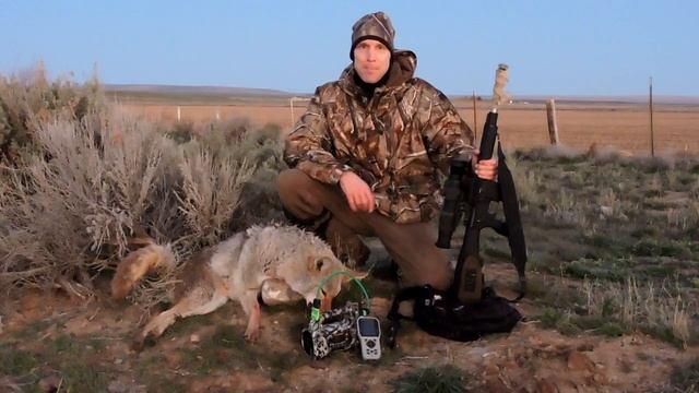 Coyote Hunting with Pulsar Thermal Sight (Sneaky One) by UGA смотреть онлайн