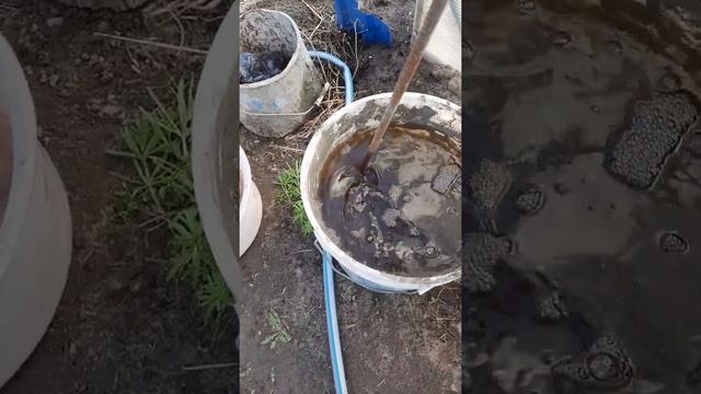 Подкормка на курином помёте. Самая экологичная, быстрая в приготовлении подкормка для томатов! смотреть онлайн