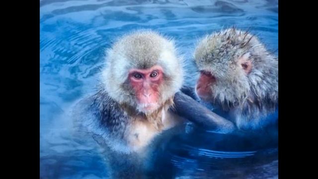 Купание обезьяны в теплой воде смотреть онлайн