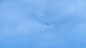 Мелитопольские и Николаевские голуби. Классика жанра.