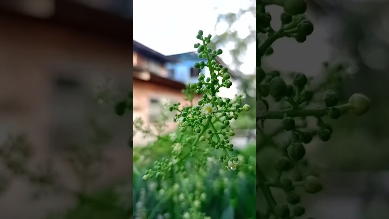 LS80 TERKINI POKOK KEDUNDUNG LAGI MULA BERBUAH JUMAAT 13/10/2023 @ KDL 🌈❤👐 .... смотреть онлайн