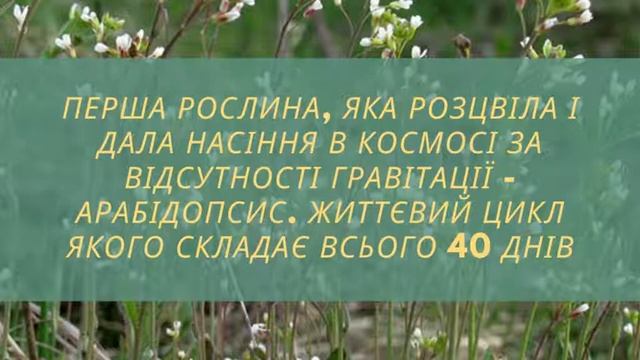 Цікаво про рослини смотреть онлайн