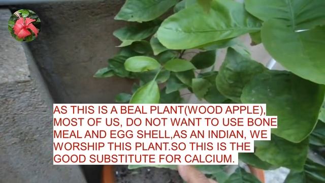 CALCIUM CARBONATE FOR PLANTS / INSTANT ACTION/ORGANIC FERTILIZER/NATURAL/CHALK смотреть онлайн