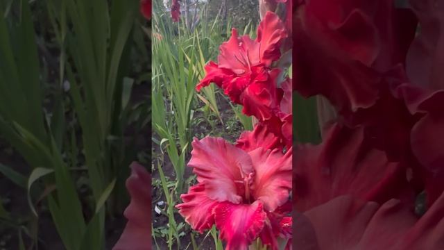 Гладиолус Лиловый Петух… даже не удивительно, что я обладаю этим сортом 🤣 #love #nature #reels смотреть онлайн