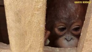 детеныш орангутана