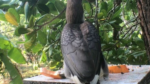 Grey hornbill eating foods | Earth charm смотреть онлайн