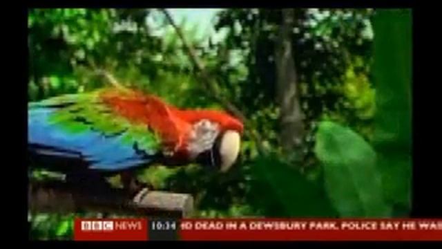 Amazon Rainforests & Wildlife Destroyed