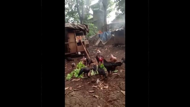 Manfaat nya banyak смотреть онлайн