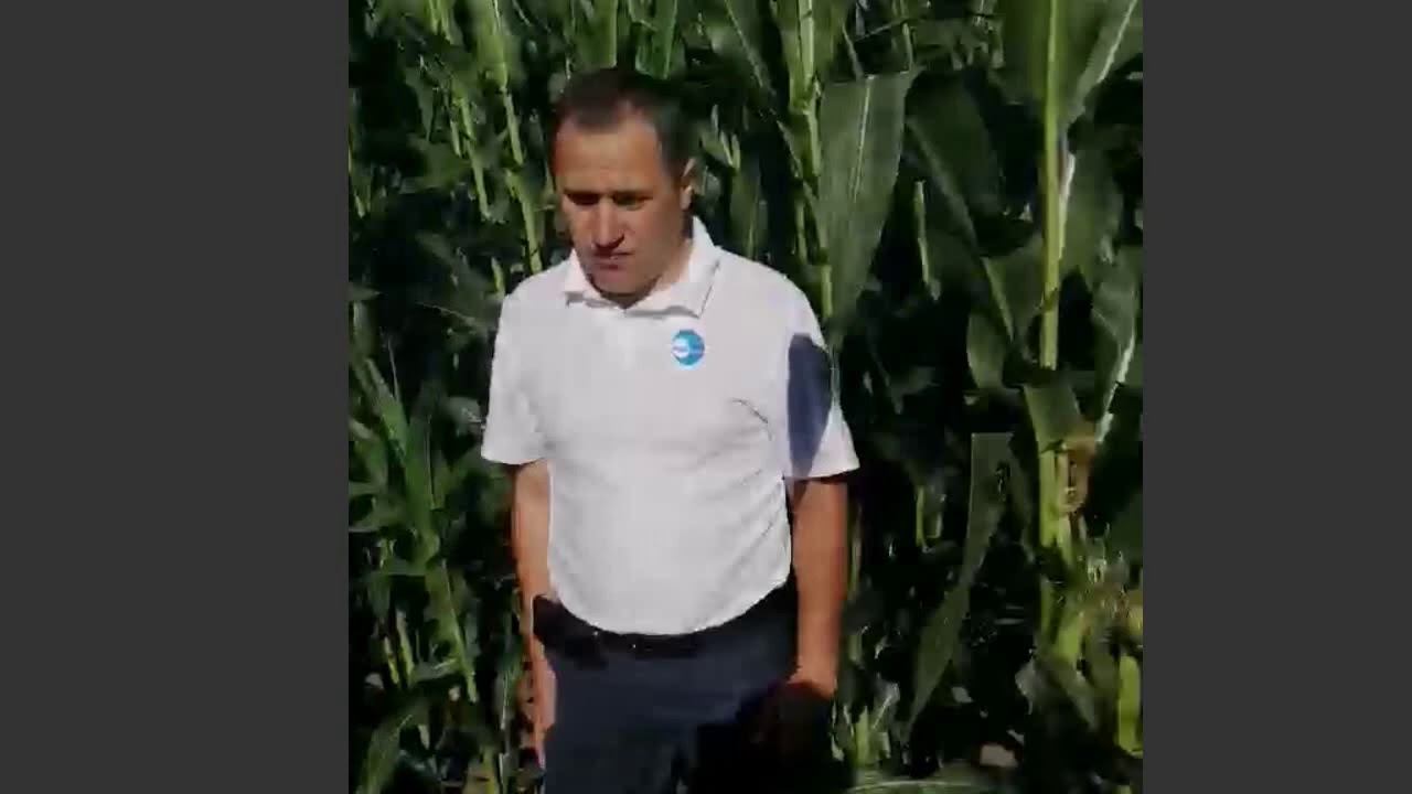 Результати застосування гербіциду Астрел Плюс на кукурудзі (господарство ТОВ "Ольга") - 22.07.2020р смотреть онлайн