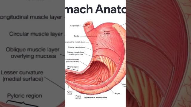 Layer of Stomach #stomach #bodyorgans #healthybody #humanbody #anatomy смотреть онлайн