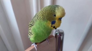 Волнистый попугай Кеша разговаривает 🐦 Попугай говорит 🐦