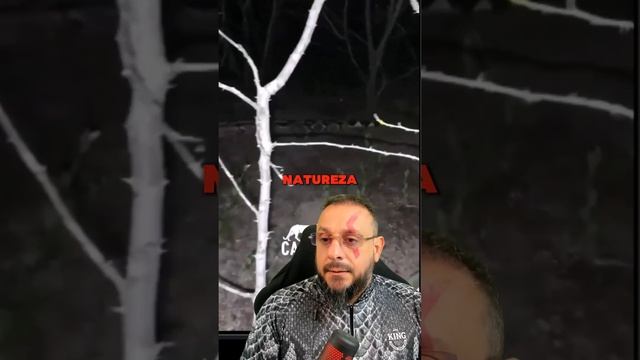 Anaconda ou jiboia grande na caatinga? смотреть онлайн