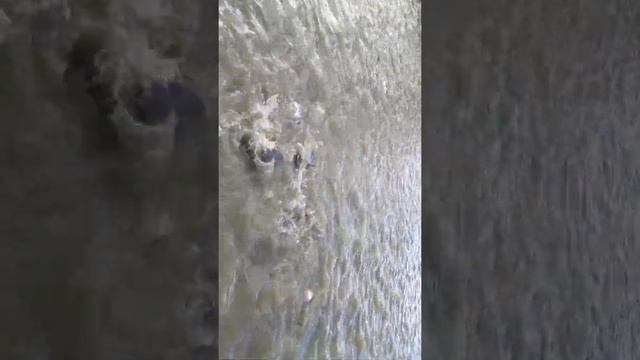 Piraptinga após 3 meses com biomassa em torno de 400 a 650 gramas. смотреть онлайн