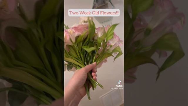 Two Week Old Flowers! смотреть онлайн