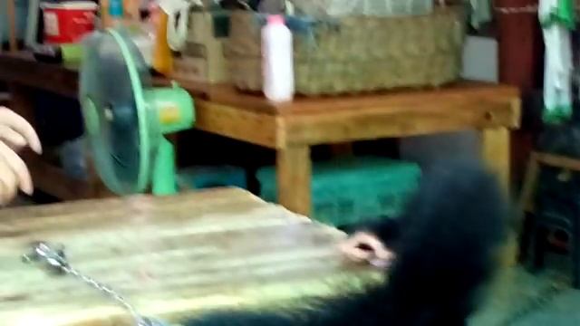 шимпанзе и орангутан смотреть онлайн