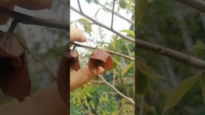 азимина женский и мужской цветок