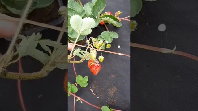 Один год на грядке! Секрет урожая. смотреть онлайн
