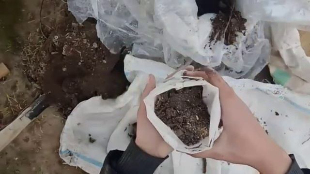 Специально Бухоролик Нарзулло Отамиз учун Павлония хакида малумот... смотреть онлайн