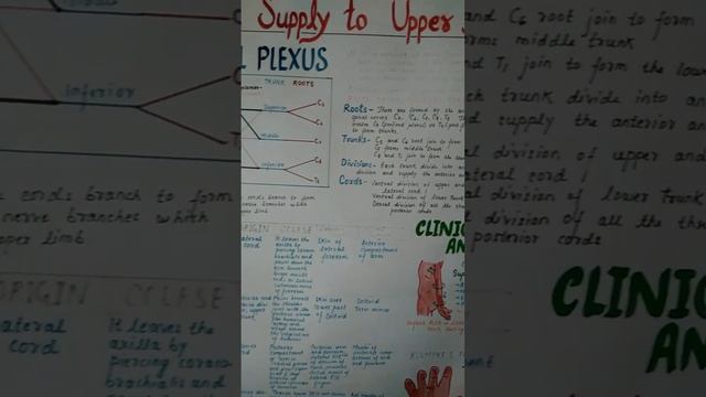 Nerves supply to the upper limb l Brachial plexus l poster project l Medical sukhphysio22 смотреть онлайн