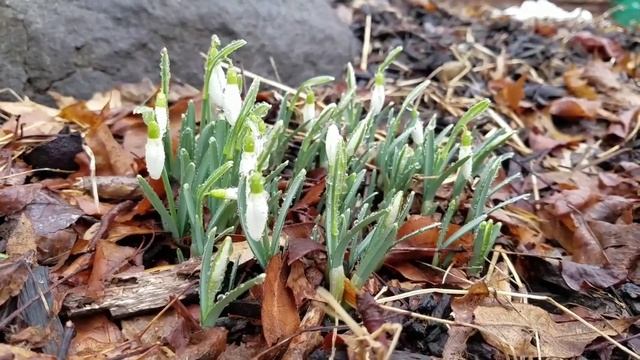 Our first Spring flowers "Snowdrops" смотреть онлайн