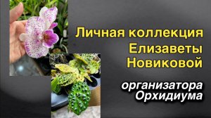Уникальная коллекция орхидей Елизаветы Новиковой! #орхидиум #породистыефаленопсисы #орхидеидома
