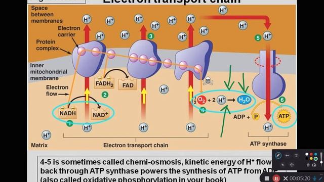 BIOL 214 Electron Transport Chain Overview (Ch 26 Part 4) смотреть онлайн