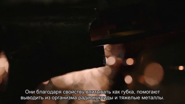 Грибы выводят радионуклиды смотреть онлайн