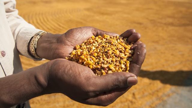 Advancements in Genetics: CGIAR's Promising New Research смотреть онлайн