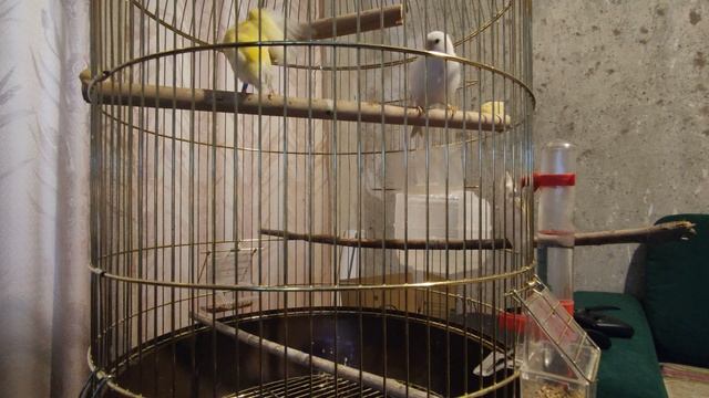 Купание канареек смотреть онлайн