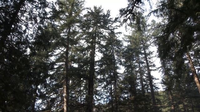 The impact of deforestation on climate change and solutions to reduce it смотреть онлайн