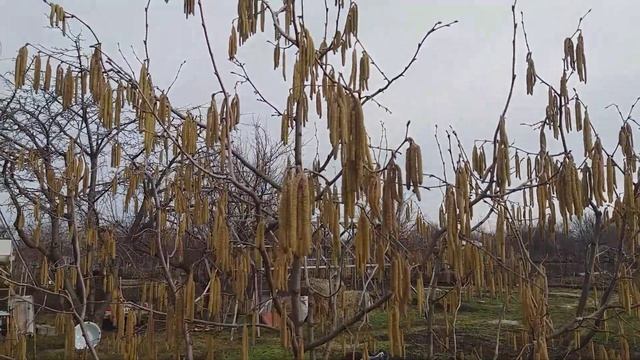 Фундук Трапезунд 2019. (цветение) смотреть онлайн