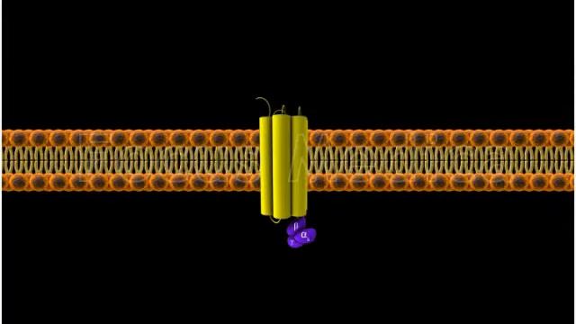 5 Hydroxytryptamin 5 HT Receptors - Animated Atlas of BPH and OAB смотреть онлайн