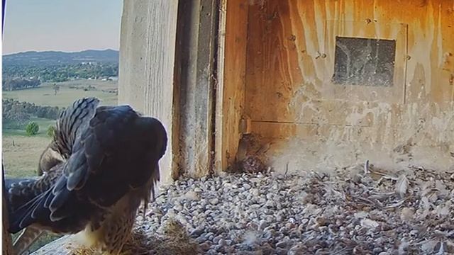 FalconCam 2022 12 18 0545 Indigo arrives with grass bundle! смотреть онлайн