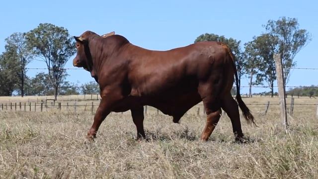 DN Sale Lot 179 - Garthowen Barracuda 3 (PP) смотреть онлайн