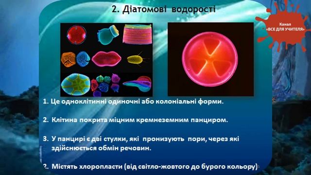 Водорості смотреть онлайн