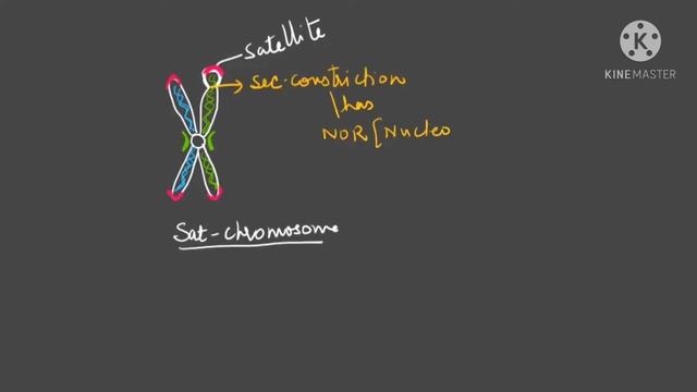 Chromosome (Cell biology) #cbsebiology #neetbiology #cellbiology #genetics#apbiology #ibbiology смотреть онлайн